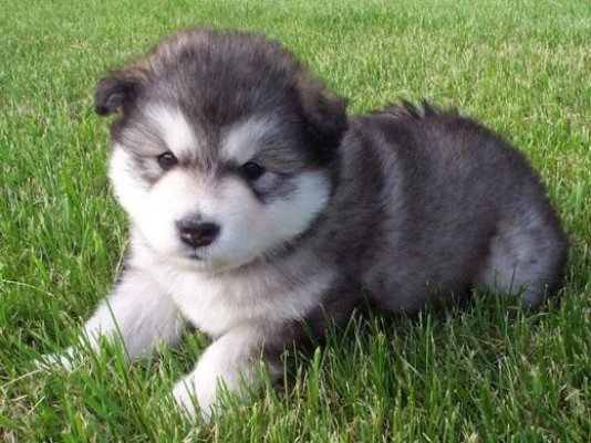 un nombre para mi perrito 