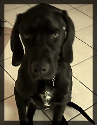 La vida de los perros
