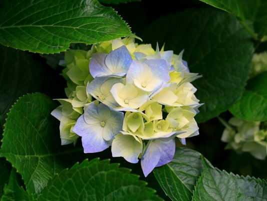 violetistas