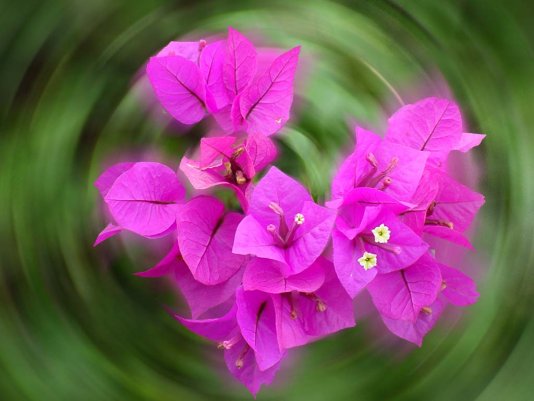 violeta