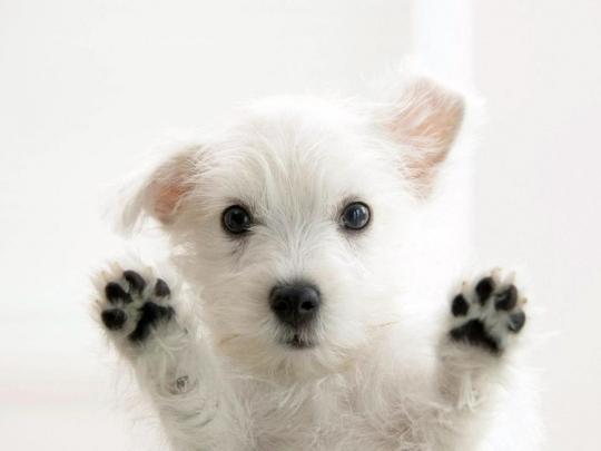 Yo amo ami mascota 