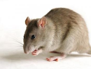 Quién será el más ratón?