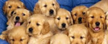 tienes mascotas?