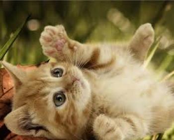 que piensan de los gatitos