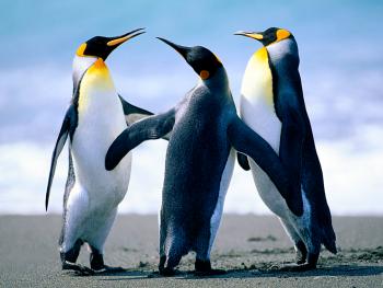 MY FAVORIE ANIMAL(mi animal favorito)