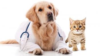 Encuestas de servicios veterinarios