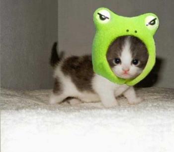 ¿Que animal eres?
