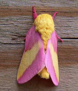 ¿Que insecto prefieres?