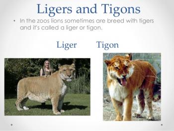 QUE ES MAS LINDO UN TIGON O UN LIGRE
