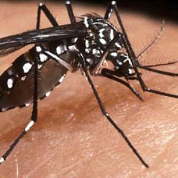 Dengue