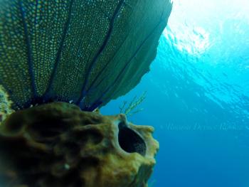 Cual es tu escuela de certificación de buceo?