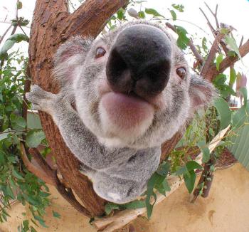 Que tanto concoces a Los koalas