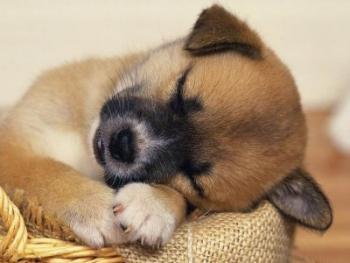 COMO SERIA TU MASCOTA PERFECTA