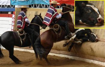 SE DEBERÍA ABOLIR PARA SIEMPRE EL RODEO EN CHILE??, 