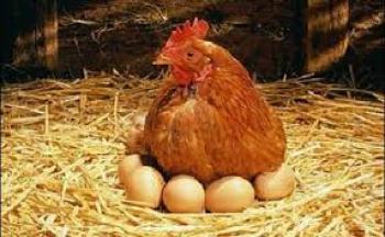  Que llego Primero el Huevo o la Gallina ?