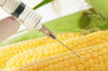 ALIMENTOS TRANSGÉNICOS