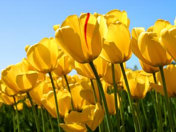 tulipans
