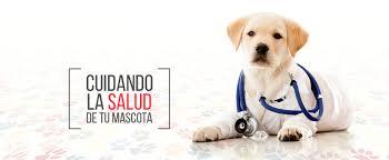 Encuesta de satisfacción "Veterinaria del Este"