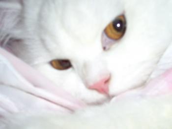 nuestro gato