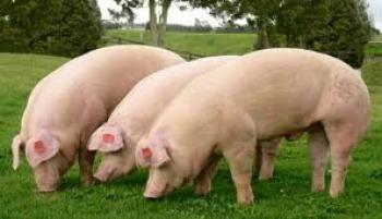 consumo de carne 