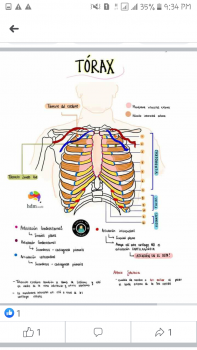 Cuerpo humano