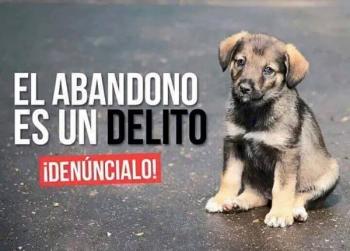ABANDONO DE MASCOTAS A CAUSA DEL COVID 19