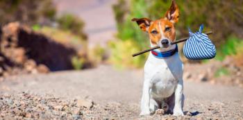 ABANDONO DE MASCOTAS A CAUSA DEL COVID 19