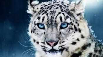 cual es el mejor felino